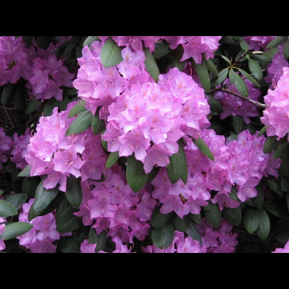 Meet your Posher, Bev